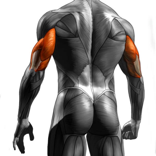 triceps